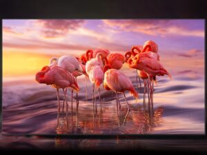 【Tìm hiểu】Tivi Samsung 43 inch có bluetooth không? 21 The QLED displays a group of flamingos in the water  to demonstrate  color shading brilliance of Quantum Dot technology.